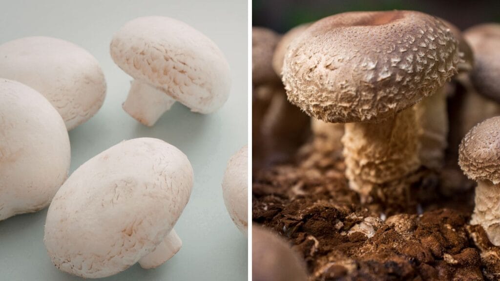 mushroom farming profit in India