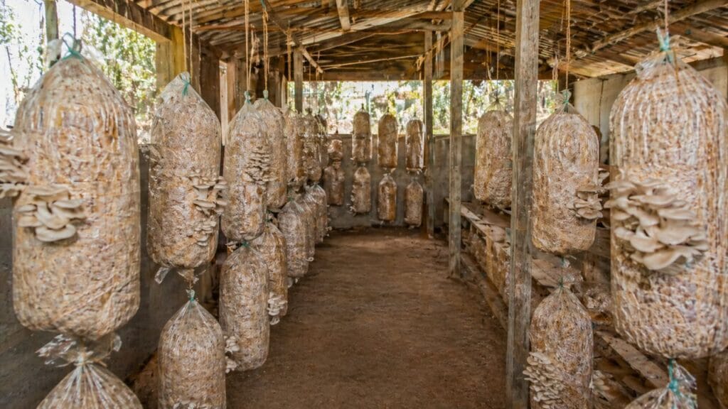 mushroom farming setup in small shed