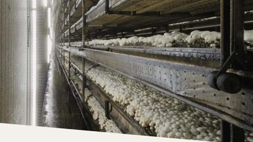 mushroom farming systems and equipment