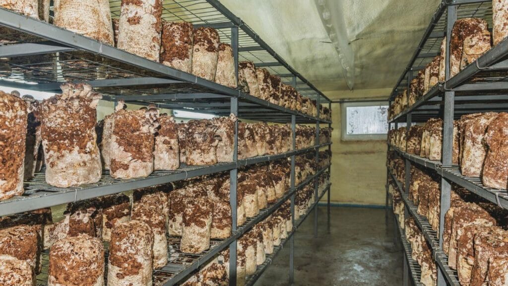 mushroom farming ventilation system