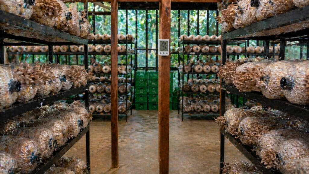 indoor mushroom farming controlled environment