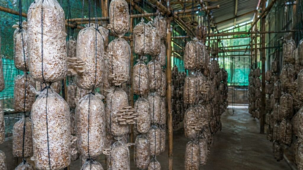 hanging mushroom grow bags vertical setup