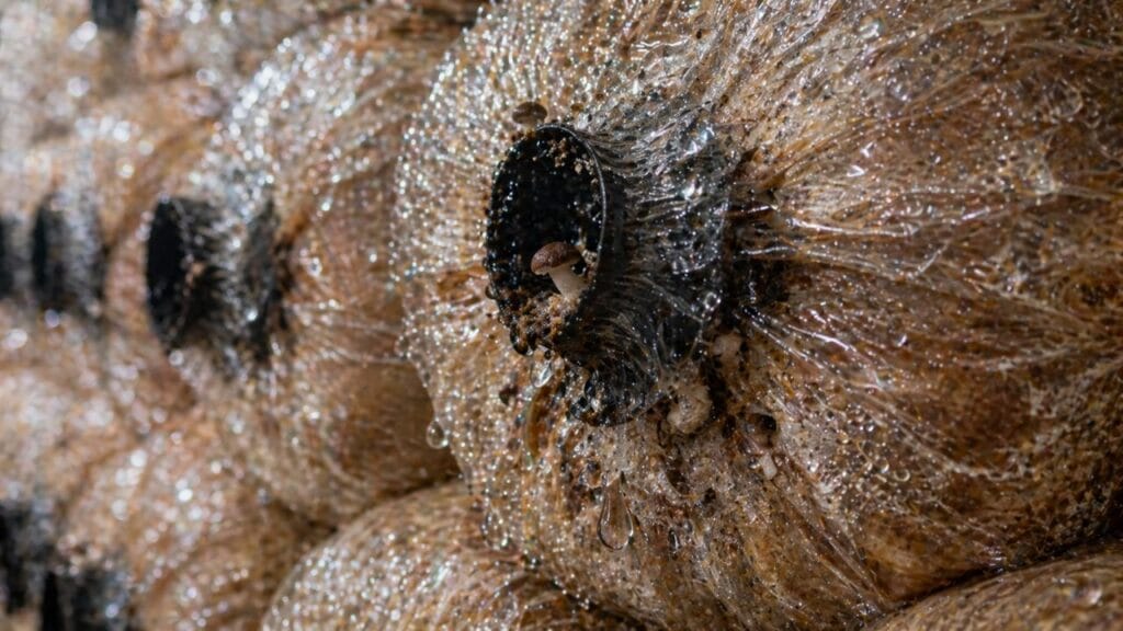 moisture maintained in mushroom substrate bags
