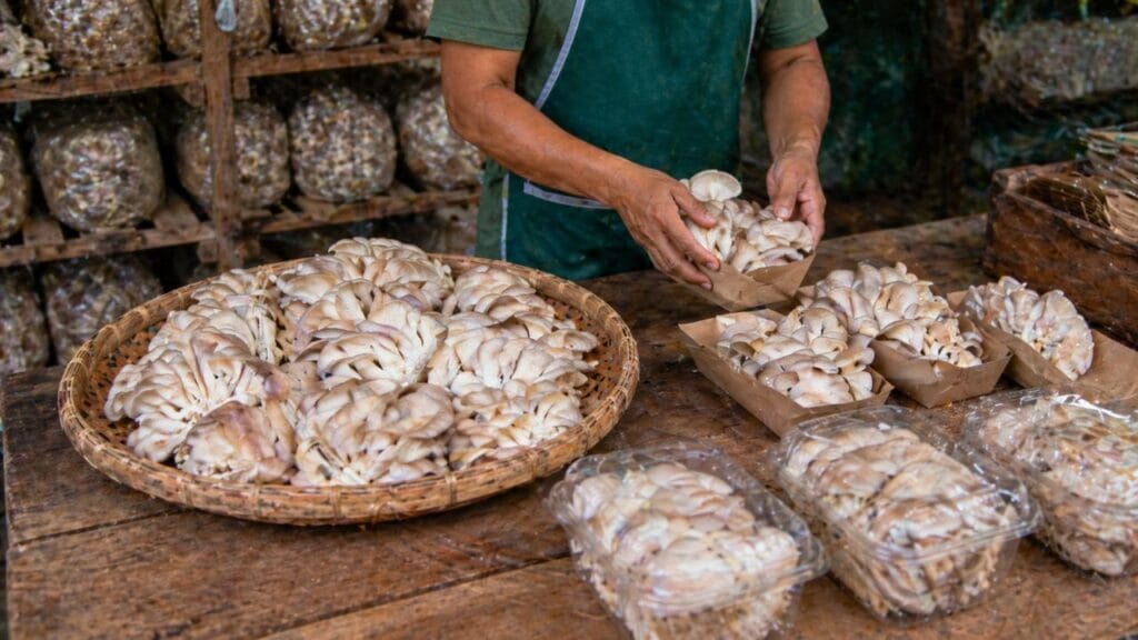 packaging mushrooms for market sale