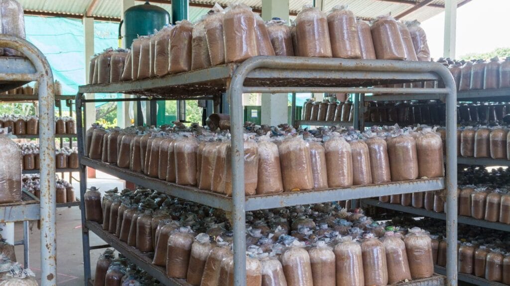 mushroom production system indoor