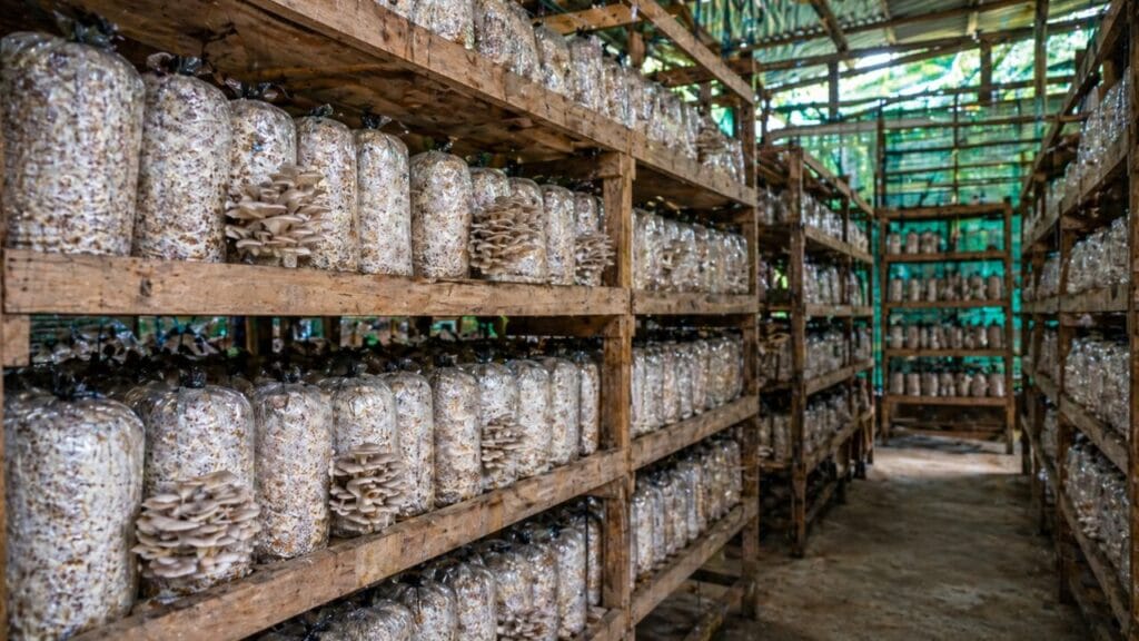 mushroom farming shelves with grow bags