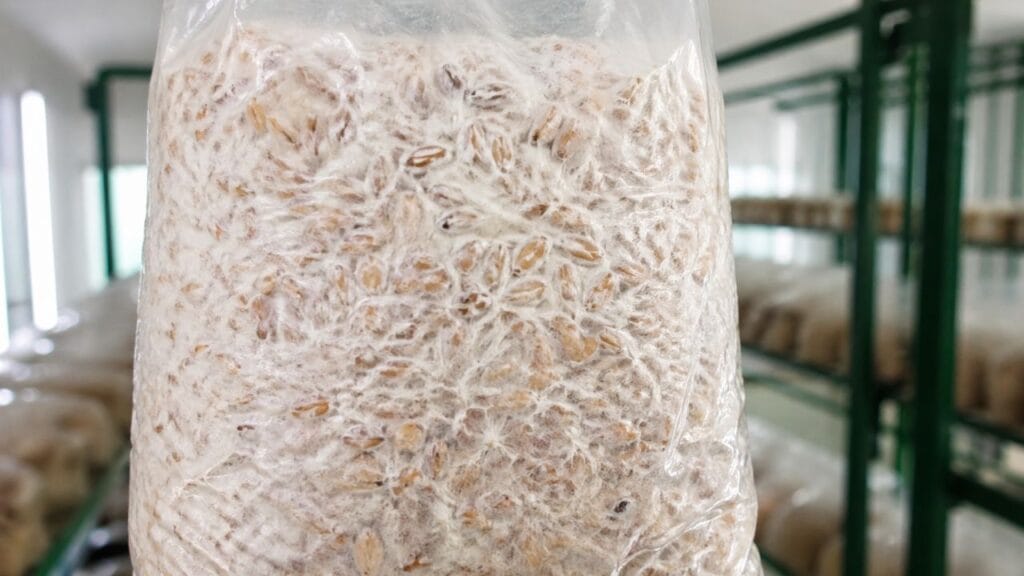 healthy mushroom spawn white mycelium