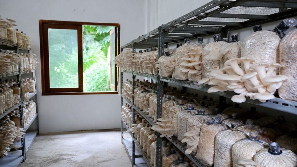 ventilation in mushroom farming using window