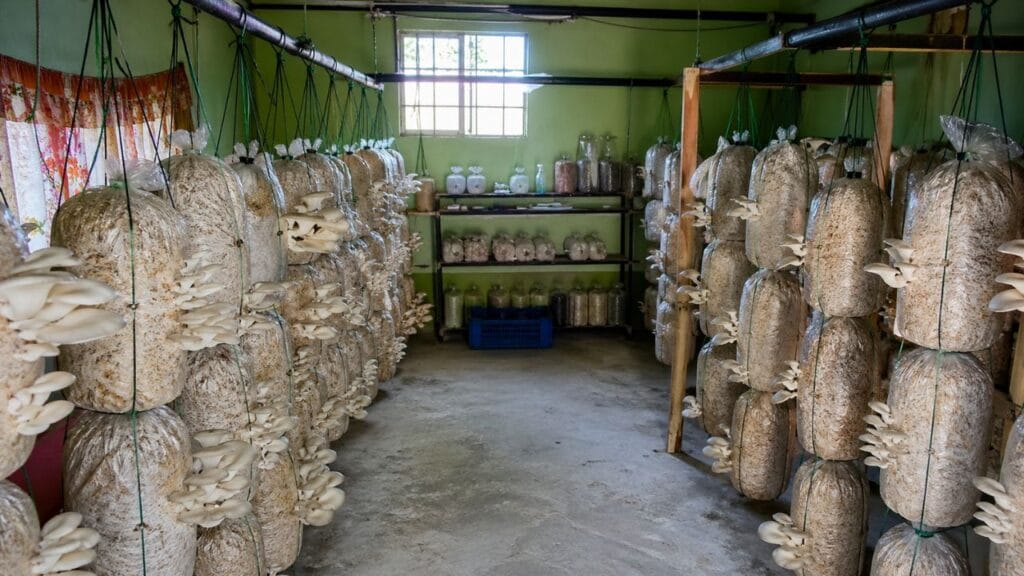 oyster mushroom farming setup for beginners indoor