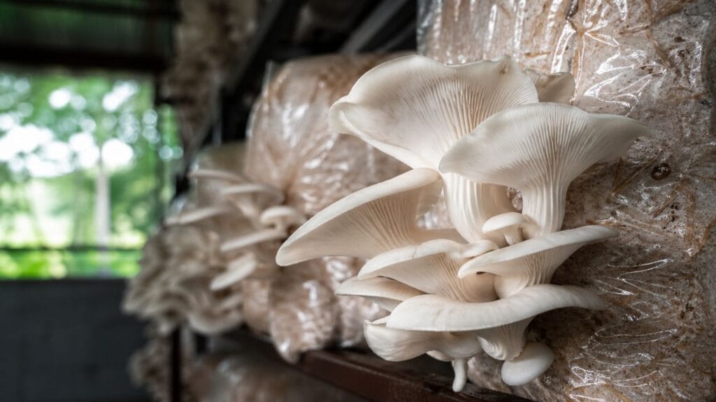 oyster mushrooms growing in substrate bags close up