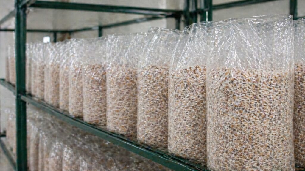 mushroom grow bags after spawn mixing