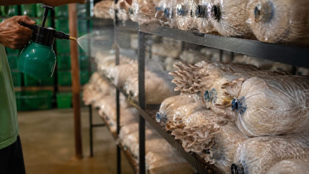 spraying water on mushroom bags humidity control