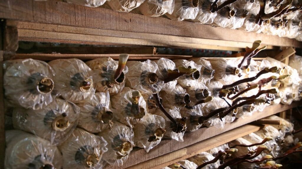 vertical mushroom farming setup