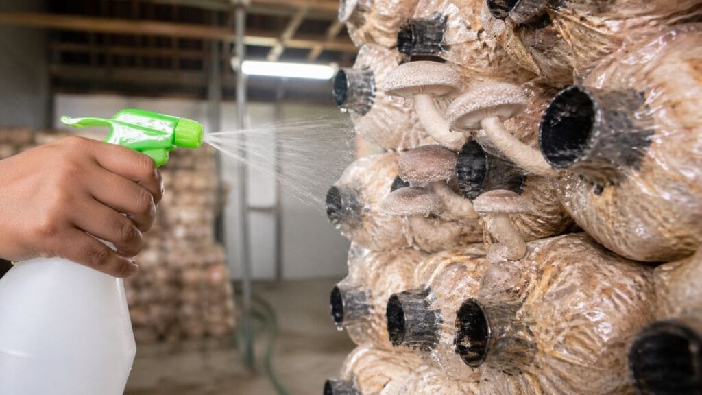 spraying water on mushroom grow bags