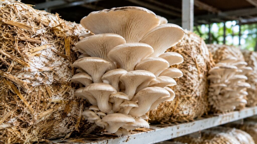 Oyster mushrooms growing on agricultural waste as part of a circular farming system
